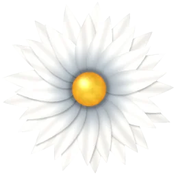 A daisy in full bloom.